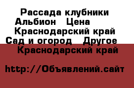 Рассада клубники Альбион › Цена ­ 15 - Краснодарский край Сад и огород » Другое   . Краснодарский край